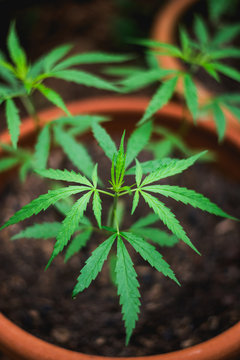 Cannabis