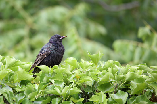 Staling on ivy hedge