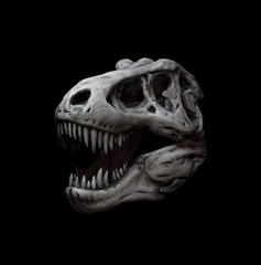 Dinosaur skull isolated on black background