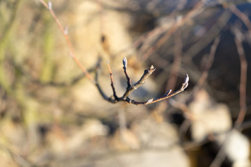 beautiful tree branches landscape