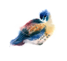 Bird Watercolor hand drawing Isolated