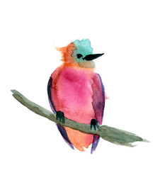 Bird Watercolor hand drawing Isolated