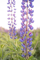 Lupine field with pink purple and blue flowers closeup