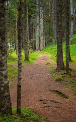 Pathway in the forest in spring