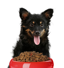 Cute long hair dog and feeding bowl on white background