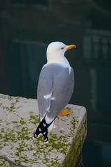 Seagull in Venice