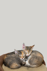 kittens