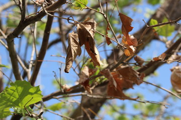 Fototapeta premium hoja