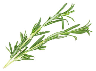 Fresh rosemary twigs isolated on a white background, closeup.