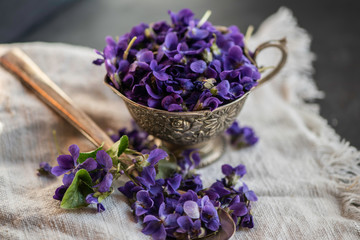 Violet violets flowers bloom from a spring forest. Viola odorata styled studio shot of fragrant edible flower blossom used for decoration, skin care and as alternative medicine remedy tea ingredience 