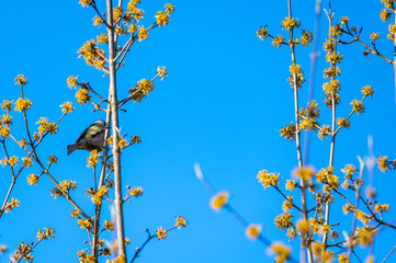 a tit sits in a tree without leaves  with a blue background