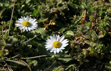 Two daisies standing in a meadow in the sunlight