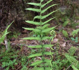 fern in the forest