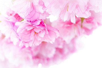 flores rosas