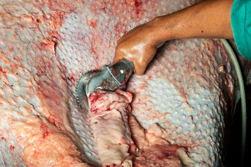 Man cleaning ostrich skin before tanning 