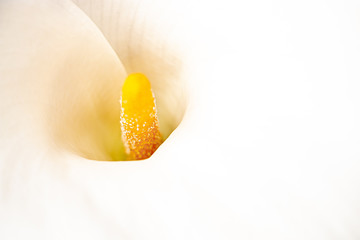 FLOR DE CALA