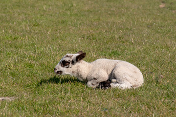 Lamm auf dem Deich