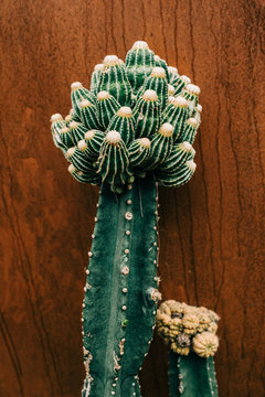Cactus in Greenhouse
