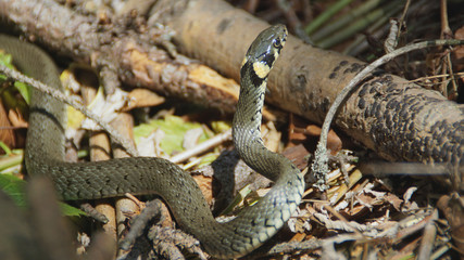 zaskroniec w lesie © Mariusz