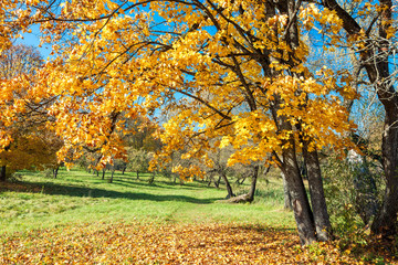 autumn trees in the park