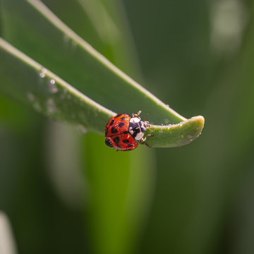 Red ladybug on a green blade of grass plant. Little ladybirds are covered with dew drops. Summer morning. Cute and beautiful macro for wallpaper or photo picture.