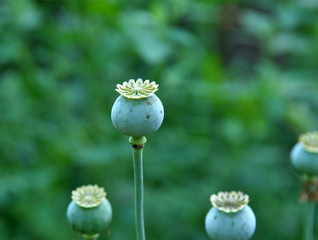 In the garden grows a poppy with green heads