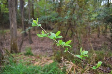 spring in the forest