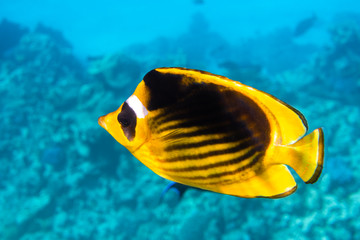 Fototapeta na wymiar Raccoon Butterflyfish (Chaetodon lunula), Clear Blue Turquoise Water. Colorful Tropical Coral Fish In The Ocean. Yellow Stripped Saltwater Butterfly Fish In The Red Sea, Egypt. Close Up, Side View.