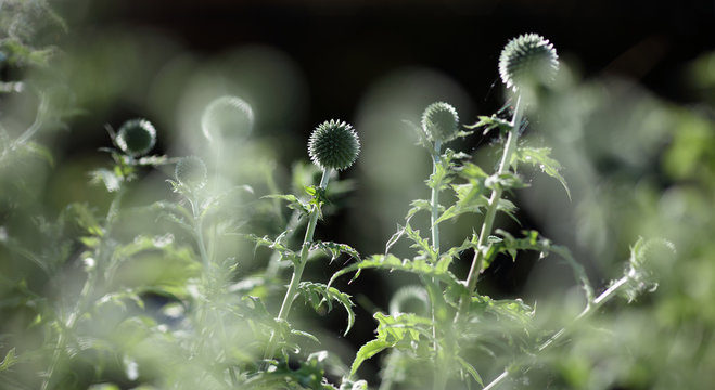 Echinops thistle buds
