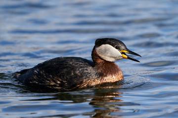 Red-necked grebe (Podiceps grisegena)