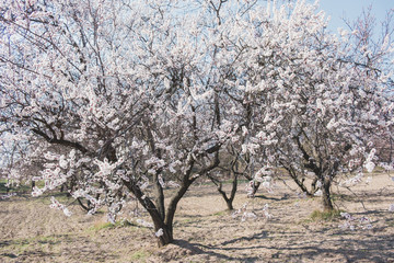 Blooming pink apricot flowers on tree branch