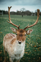 Naklejka na ściany i meble Deer in the forest, Phoenix Park, Dublin - Ireland 