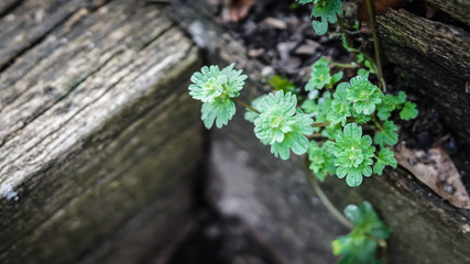 bright green plant growing out of old wood in a flower bed