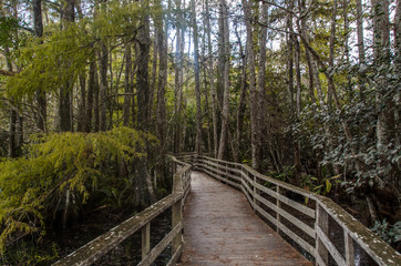 boardwalk in the trees