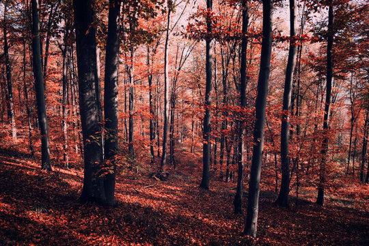 Red surreal forest in autumn
