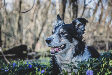 Border collie in flowers