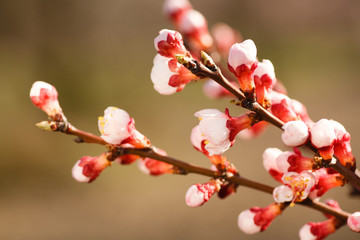 Blooming pink apricot flowers on tree branch