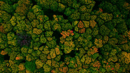 The Forest in Fall © herb