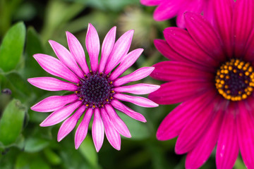 pink daisy flower