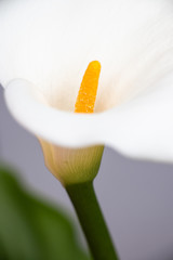white calla lily