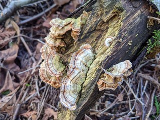 Shelf fungus with brown, red, and yellow stripes growing on rotten wood in brush-filled area with soft focused twigs and leaves in background