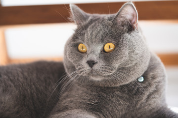 British Shorthair cat relaxing on the carpet