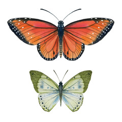 Two butterflies painted in watercolor. isolated on a white background.