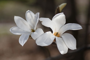 blooming magnolia flowers on a green background