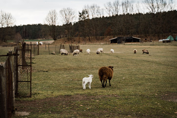 Mother Sheep and lambs on a farm and grass outside in moody cloudy weather