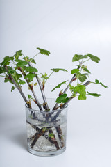 Cuttings of black currant on a white background. Cuttings.