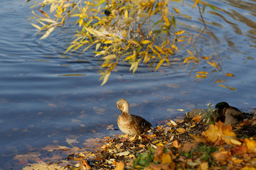 A duck on the banks of the river cleans feathers. Around the fallen autumn foliage, sunny.
