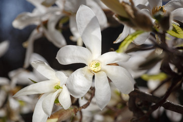 Fototapeta na wymiar blooming magnolia flowers on a green background