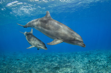 Obraz na płótnie Canvas dolphins swimming