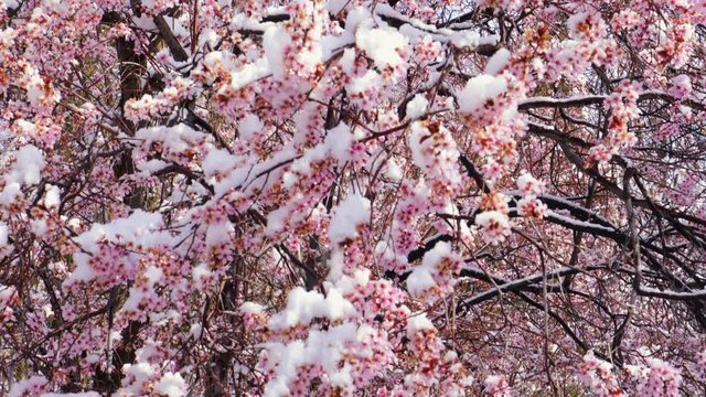 Snow covering pink flowers on tree branches, late winter storm in spring blossom, 4k